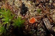 Netzsporiger Moosling, Foto 8