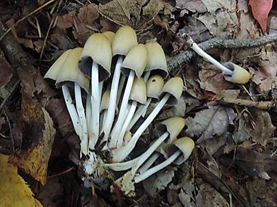 Blasser Glimmertintling, Foto 3
