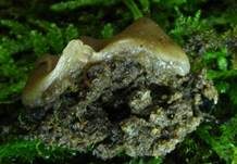 Niedergedrückter Nacktbecherling, Foto 7