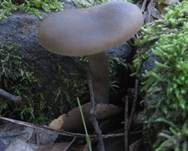 Niedergedrückter Rötling, Foto 15