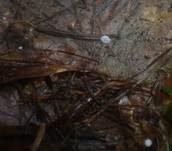 Niederliegender Schwindling, Foto 12