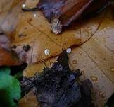 Niederliegender Schwindling, Foto 8