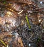Niederliegender Schwindling, Foto 10