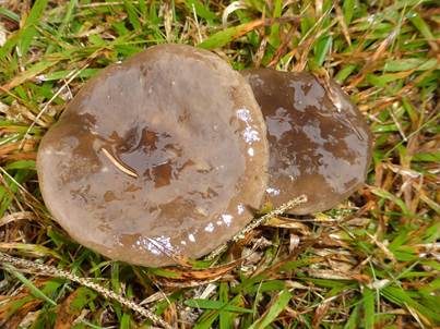 Niedriger Weichritterling, Foto 4