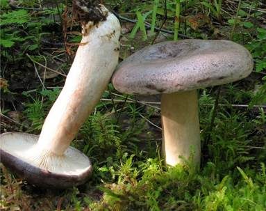 Nordischer Milchling, Foto 2