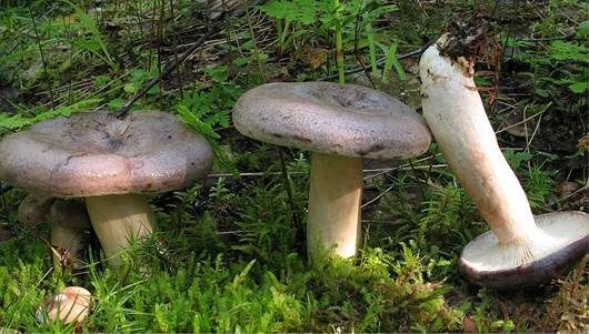 Nordischer Milchling, Foto 3
