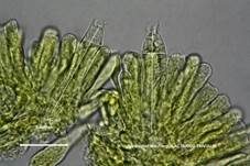 Nordischer Milchling, Foto 19