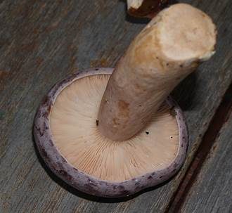 Nordischer Milchling, Foto 5