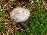 Nordischer Milchling, Foto 6