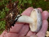 Nordischer Milchling, Foto 7