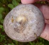 Nordischer Milchling, Foto 8