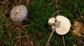 Nordischer Milchling, Foto 10