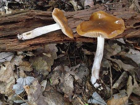 Nordischer Schleimfuß, Foto 2