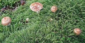 Nordischer Schleimfuß, Foto 6