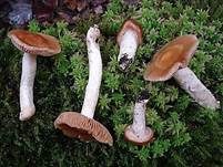 Nordischer Schleimfuß, Foto 7