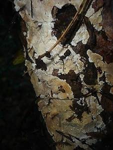 Nördlicher Höckerrindenpilz, Foto 3