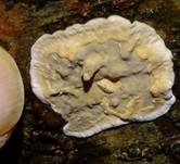Nördlicher Höckerrindenpilz, Foto 12