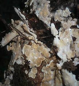 Nördlicher Höckerrindenpilz, Foto 5