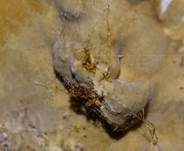 Nördlicher Höckerrindenpilz, Foto 9