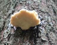 Nördlicher Porling, Foto 27