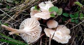 Ockerblasser Jungfern-Ellerling, Foto 13