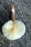 Ockerblasser Jungfern-Ellerling, Foto 9
