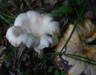 Blasser Pfifferling, Foto 15