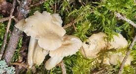Blasser Pfifferling, Foto 22