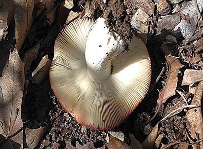 Ockerblättriger Zinnobertäubling, Foto 4