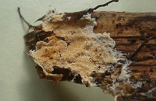 Ockerbrauner Resupinat-Stacheling, Foto 2