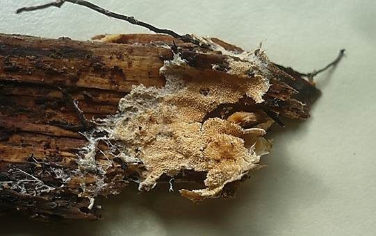 Ockerbrauner Resupinat-Stacheling, Foto 3
