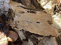 Ockerbrauner Resupinat-Stacheling, Foto 4