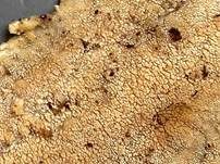 Ockerbrauner Resupinat-Stacheling, Foto 5