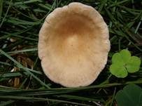 Ockerbrauner Trichterling, Foto 12