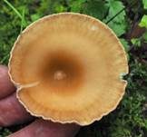 Ockerbrauner Trichterling, Foto 21
