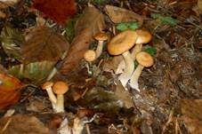 Ockerbrauner Trichterling, Foto 6