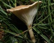 Ockerbrauner Trichterling, Foto 7