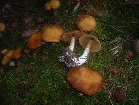 Ockerbrauner Dickfuß, Foto 4