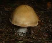 Ockerbrauner Dickfuß, Foto 6