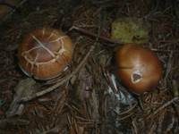 Ockerbrauner Dickfuß, Foto 7