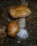 Ockerbrauner Dickfuß, Foto 9