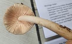 Ockerfleckiger Scheidenstreifling, Foto 13