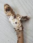 Ockerfleckiger Scheidenstreifling, Foto 7