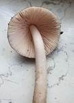 Ockerfleckiger Scheidenstreifling, Foto 8