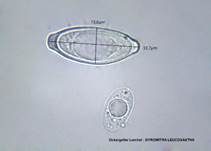 Ockergelbe Lorchel, Foto 22