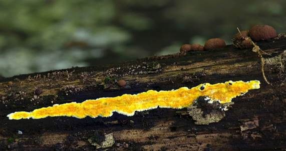 Ockergelber Kammpilz, Foto 3
