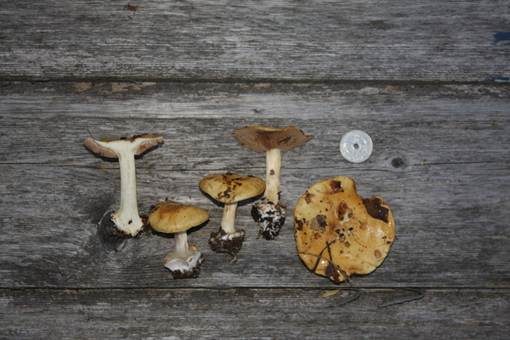 Ockergelber Klumpfuß, Foto 4