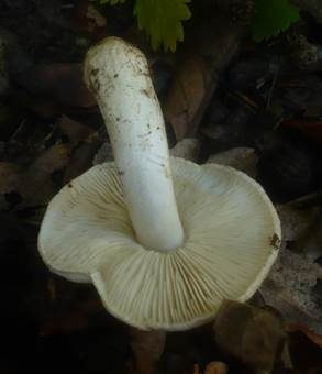 Blasser Rußkopf, Foto 5