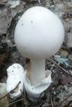 Ockergrauer Riesen-Streifling, Foto 15