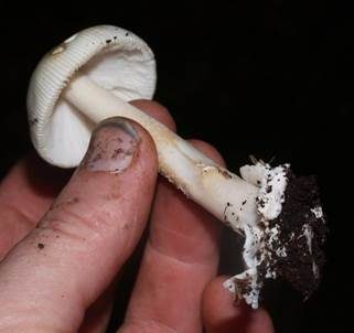 Ockergrauer Riesen-Streifling, Foto 5